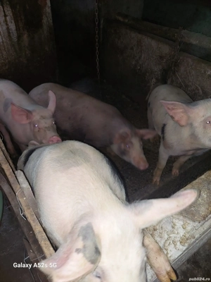 Porci de vinzare Brebeni județul olt  - imagine 4