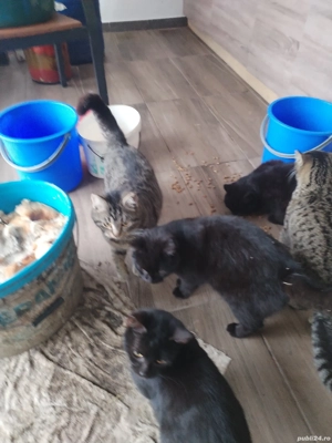 pisoi tigruti și pantere - imagine 5