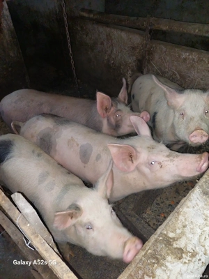 Porci de vinzare Brebeni județul olt  - imagine 5