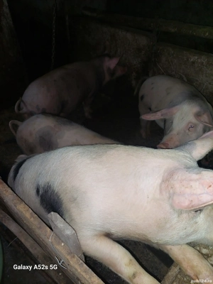 Porci de vinzare Brebeni județul olt  - imagine 3