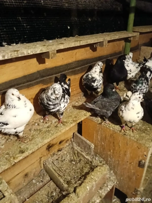 V nd porumbei king!!!