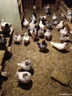 Vând porumbei King!!!