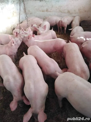 Godăcei si Purcei - imagine 2