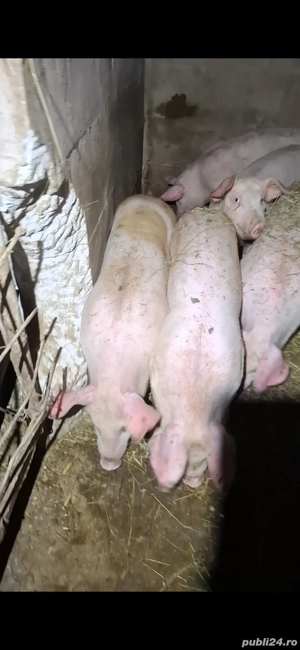 purcei de vanzare  - imagine 2