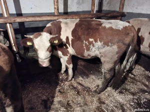 Vand 4 juninci.     . - imagine 2