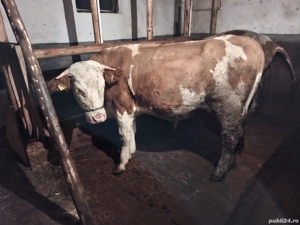 Vand 4 juninci.     .