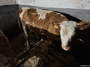 Vand 4 juninci.     . - imagine 4