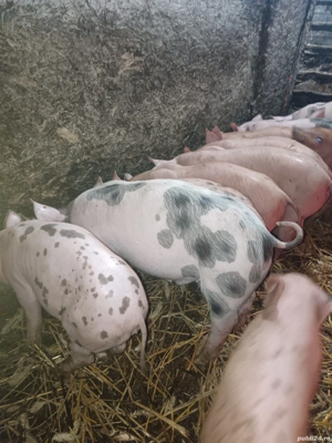 Purcei rasa Pietran si Duroc