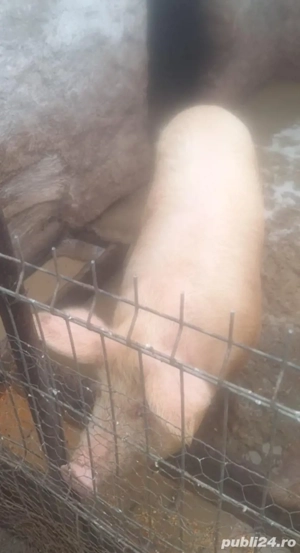 Vand porc 150kg, Iași - imagine 2