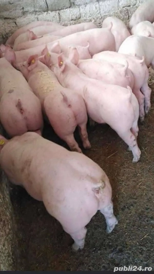 Purcei Godaci RASA Carne - imagine 2