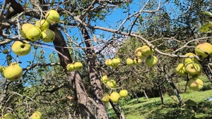 Vând casa cu mansarda și livada cu meri la poalele muntelui Leaota  - imagine 3