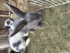 Fluture german de vanzare - imagine 4