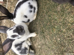 Fluture german de vanzare - imagine 2