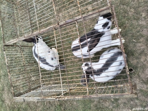 Fluture german de vanzare - imagine 3