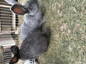 Fluture german de vanzare - imagine 5