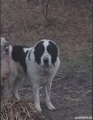 Vând ciobănesc de bucovina - imagine 2