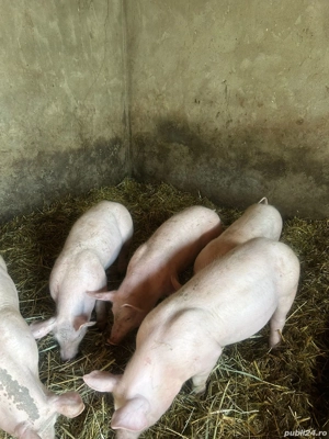 Vând purcei grasuni - imagine 2