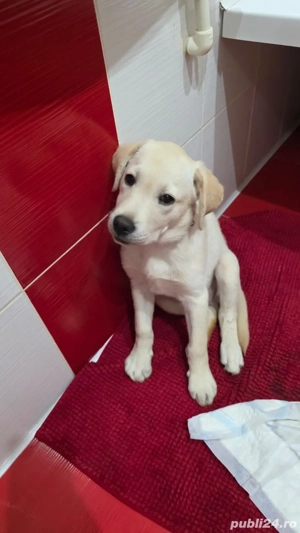 Vânzare cățel Labrador 4 luni jumătate! - imagine 2