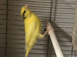 Canari Malinois - imagine 2