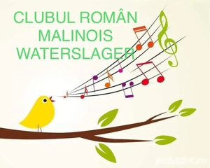 Canari Malinois - imagine 3