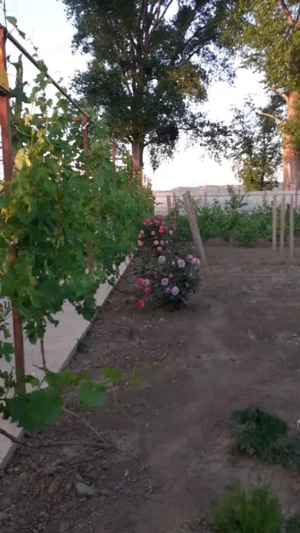 HORIA - 3 CAMERE ,SUPRAFATA 100 MP,TEREN 3000 MP CU DESCHIDERE LA LAC - imagine 20