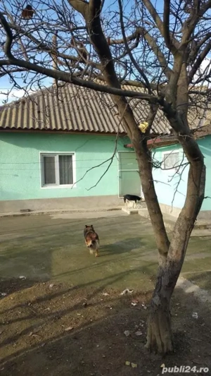 TURDA- CASA  4 CAMERE TEREN 1500 MP - imagine 3