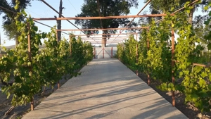 HORIA - 3 CAMERE ,SUPRAFATA 100 MP,TEREN 3000 MP CU DESCHIDERE LA LAC - imagine 5