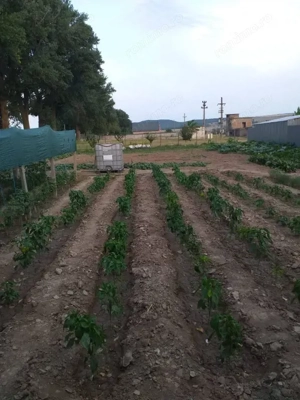 HORIA - 3 CAMERE ,SUPRAFATA 100 MP,TEREN 3000 MP CU DESCHIDERE LA LAC - imagine 17