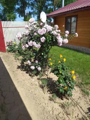 HORIA - 3 CAMERE ,SUPRAFATA 100 MP,TEREN 3000 MP CU DESCHIDERE LA LAC - imagine 16