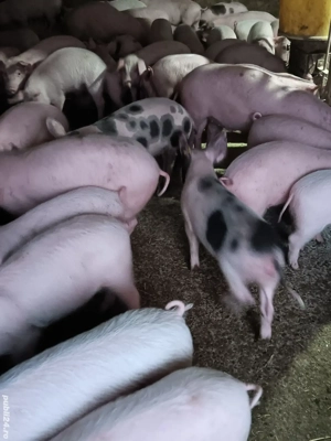 Purcei De Rasă 17-40 kg  - imagine 2