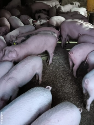 Purcei De Rasă 17-40 kg  - imagine 3