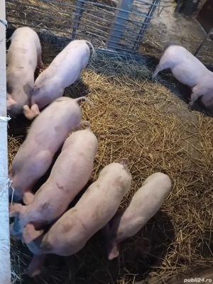 Purcei de vinzare  7 buc  mascli  castrati  - imagine 2