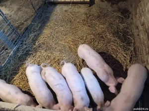 Purcei de vinzare  7 buc  mascli  castrati  - imagine 4
