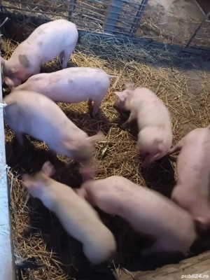 Purcei de vinzare  7 buc  mascli  castrati  - imagine 3