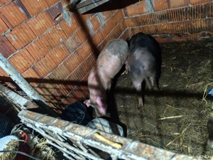 Porci 70 kg 700 bucata - imagine 5