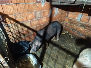 Porci 70 kg 700 bucata - imagine 4