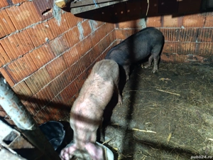 Porci 70 kg 700 bucata