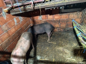 Porci 70 kg 700 bucata - imagine 2