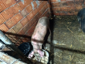 Porci 70 kg 700 bucata - imagine 3