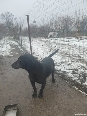 Vand catea tekel 2 ani - imagine 4