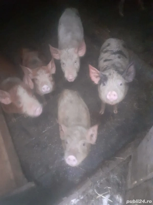 Vand purcei de 8 saptamani