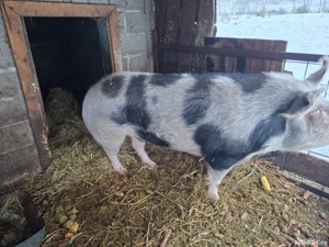 Vand sau schimb cu diverse