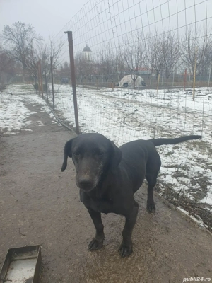 Vand catea tekel 2 ani - imagine 2