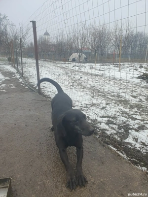 Vand catea tekel 2 ani - imagine 3