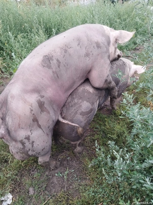 scroafe gestante și vieri 