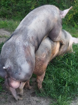 scroafe gestante și vieri  - imagine 2