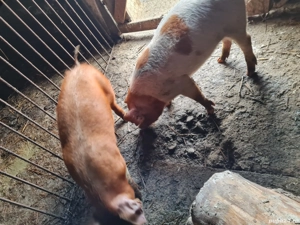 Porci, Purcei, Șoldani