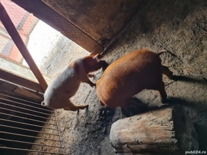 Porci, Purcei, Șoldani - imagine 2