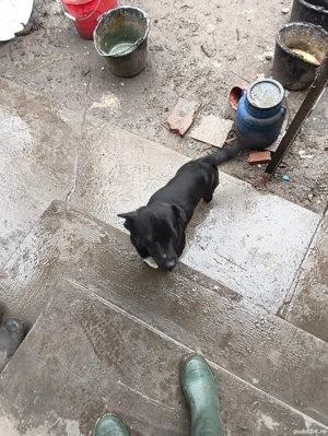 Donez catelusi de talie mica 