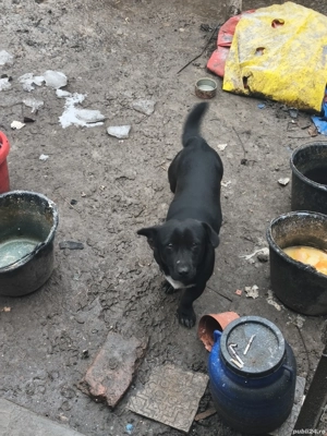 Donez catelusi de talie mica  - imagine 2